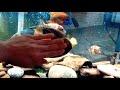 Mixed Cichlid aquarium