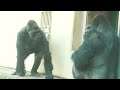 Father gorilla approaches son and gently takes his hand / Shabani and Kiyomasa