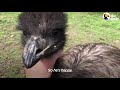 Baby Emu is 100% Perfect | The Dodo Little But Fierce