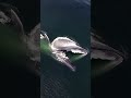 3 Crazy Ecounters Pt. 2 Blue Whales