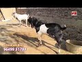 Kam paiso me Mehenge Shouk karo | Best Kota Goats