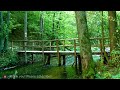 Ambient sounds + JAZZ Gentle forest coffee shop Relaxing work/study CAFE MUSIC - BGM for work☕