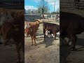 Calf rearing. Part 1