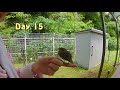 Baby Bird Rescue, Fell From 50 Feet - Episode 84