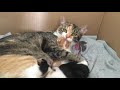 Mom cat biting her crying baby kitten