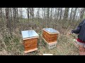 Ohio Beekeepers Master the Art of Hive Placement for Optimal Honey Production