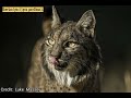 Iberian lynx (Facts & info)