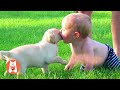 Videos Graciosos de Bebés Divertidos Jugando con Perros | Video de risa