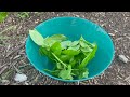 Amazing garden harvest from a 15,000sq ft garden #growyourownfood