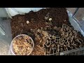 leafcutter ants and moving house! Insects ants leafcutter species