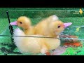 Baby Duck Ducklings, Crayfish, Koi Fish - cute baby animals videos