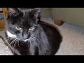 cat jacked up on catnip 🤣 Mittens our cat cute kitty