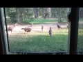 Turkey Sees His/Her Reflection And Attacks Window.