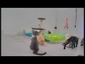 So Funny! Funniest Cats and Dogs 2024 😻 Best Funny Cats Videos 2024 😘🐶