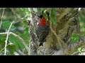 Woodpecker, 5-20-24