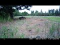 Game camera caught a black fox