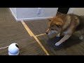 I tried to monitor Shiba Inu's answering machine with a camera