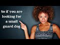 CAVALIER KING CHARLES SPANIEL PROs & CONs (Include Health Problems) - Must Watch Before Getting One