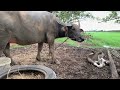 Newborn Buffalo calf, mother protects baby from harassment.#buffalo