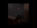 My cat is playing with a cat laser!! 😸😸😸