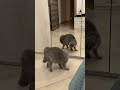 Cat Hisses at His Reflection in the Mirror || ViralHog