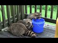 Raccoon Babies come for Early Meal