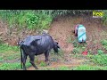 Naturally Peaceful And Very Relaxing Himalayan Village Life in Rainy Day | Rural Life Nepal |