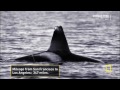 Copy of Orca Video