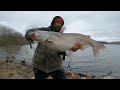 I HAVE Never Caught One This BIG Catfishing! (Bank fishing)