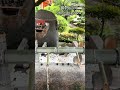 【上賀茂神社】① パワースポット Kamigamo Shrine, Kyoto