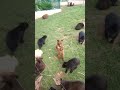 Bear cubs being fed.