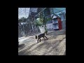 🐕😹 New Funny Cats and Dogs Videos 🐱😍 Best Funny Animal Videos 2024 # 17