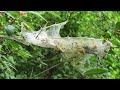 Fall Webworm Larvae Tent