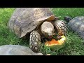 Tortoises eat cantaloupe on a hot summer day. AMSR  🌞 🐢 #turtoise #reptiles