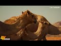 Desert Dwellers🐎 Explore Relax Amazing wildlife movies