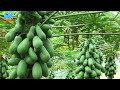 Cách Ghép Đu Đủ Giúp Năng Suất Cao | Papaya Grafting Technique