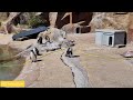 Adorable Penguins at Blair Drummond Safari Park - 8K Video You Can't Miss!
