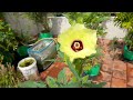 Terrace Garden Tour 🌿 | Explore Our Urban Oasis