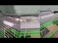 Birth of our Two Newest Baby Chicks!