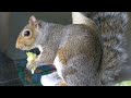 Peanut squirrel eating, running, climbing. 