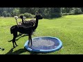 🌞 Alpacas Having a Blast with Sprinklers in Summer!