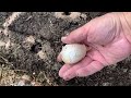 2023 planting garlic ￼
