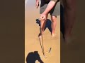 How to catch an Autralian Beach Worm (Bobbit Worm) 🪱