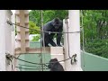 Excited Gorillas not Allowed Indoors by Frustrated Silverback | The Shabani's Group