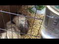 Cute guinea pigs