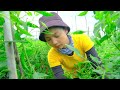 Harvesting Ripe Red Chili Peppers Goes To Market Sell - Cutting Grass By Machine, Cook | Tieu Lien