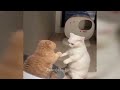 Laugh Uncontrollably! Best Funny Cat Videos 2024 🐱❤️ Best Funny Video Compilation 😹🐱