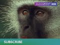Young David Attenborough Looks for an Orangutan | Zoo Quest for a Dragon | BBC Earth