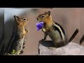 10 Cute Chipmunk Facts That Will Make You Smile!