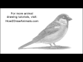How to Draw a Bird (House Sparrow)
